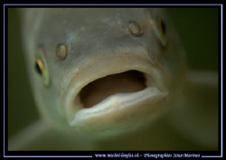 A great moment shared with this Chub... Just got the "cli... by Michel Lonfat 